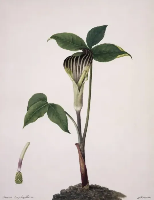 Framed Print : Arisaema triphylla, Jack-in-the-pulpit Framed Print : Arisaema triphylla, Jack-in-the-pulpit