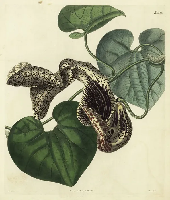 Framed Print : Aristolochia cymbifera Framed Print : Aristolochia cymbifera