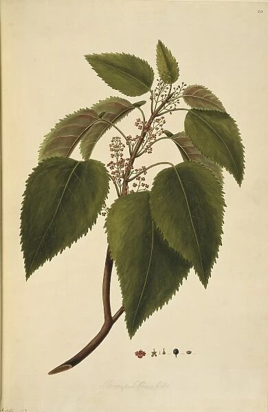 Aristotelia serrata, wineberry tree