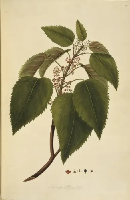 Framed Print : Aristotelia serrata, wineberry tree Framed Print : Aristotelia serrata, wineberry tree