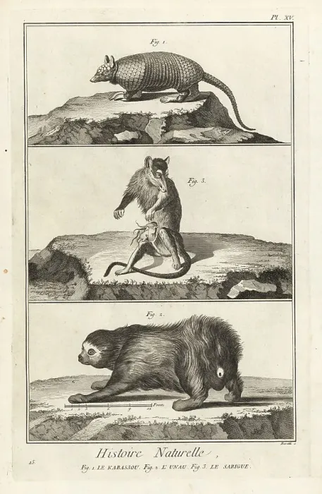 Framed Print : Armadillo, sloth and opossum Framed Print : Armadillo, sloth and opossum