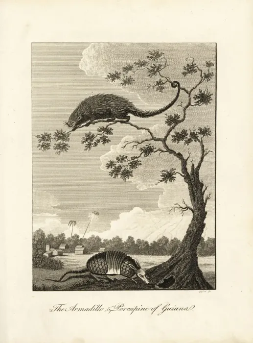 Framed Print : Armadillo and tree porcupine Framed Print : Armadillo and tree porcupine