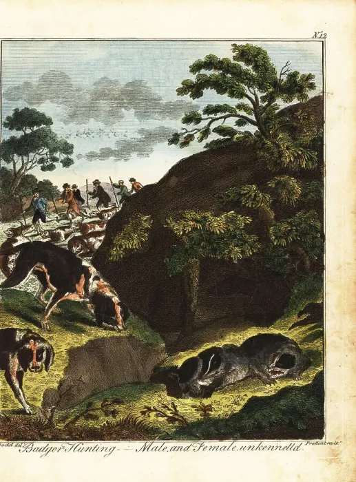 Framed Print : Armed men hunting badgers, England, 18th century Framed Print : Armed men hunting badgers, England, 18th century