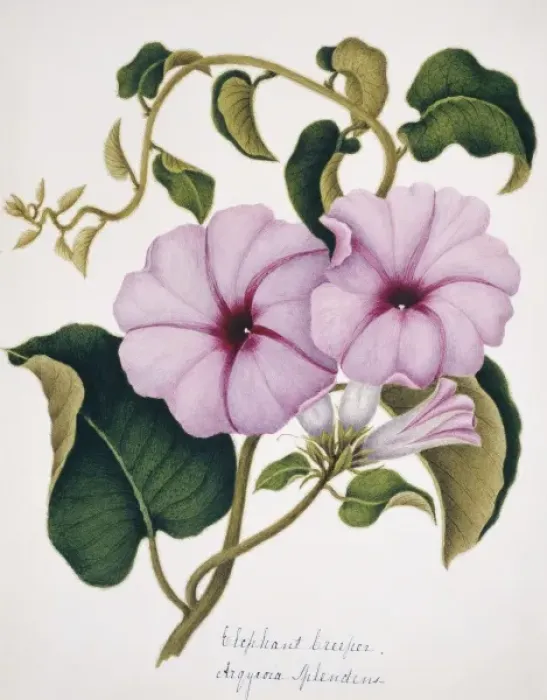 Framed Print : Arqyroia splendens, elephant creeper Framed Print : Arqyroia splendens, elephant creeper