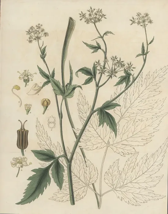 Framed Print : Arracacha, Arracacia xanthorrhiza Framed Print : Arracacha, Arracacia xanthorrhiza