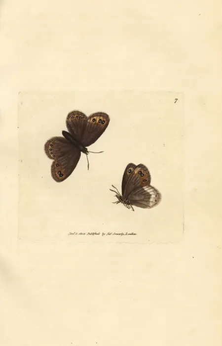 Framed Print : Arran brown, Erebia ligea Framed Print : Arran brown, Erebia ligea