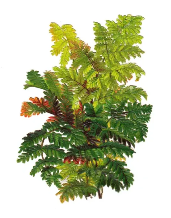 Framed Print : Arrangement of fern leaves on a Victorian scrap Framed Print : Arrangement of fern leaves on a Victorian scrap