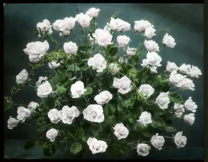 Framed Print : Arrangement of pale pink roses Framed Print : Arrangement of pale pink roses