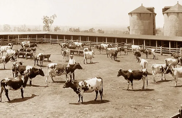 Framed Print : Arrawatta cattle farm Australia New South Wales Framed Print : Arrawatta cattle farm Australia New South Wales