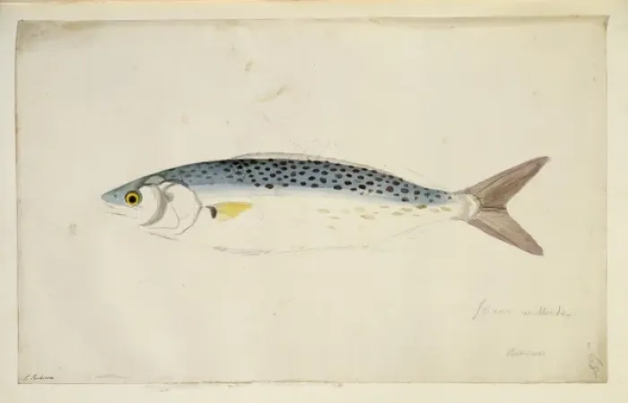 Framed Print : Arripis trutta, Australian salmon Framed Print : Arripis trutta, Australian salmon