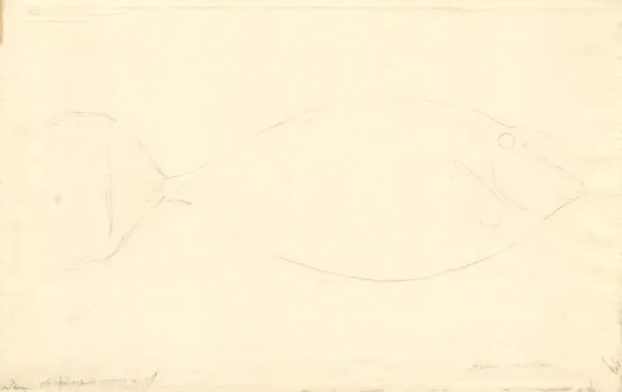 Framed Print : Arripis trutta, eastern Australian salmon Framed Print : Arripis trutta, eastern Australian salmon