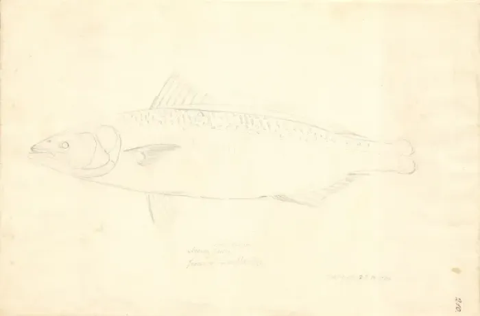 Framed Print : Arripis trutta, eastern Australian salmon Framed Print : Arripis trutta, eastern Australian salmon