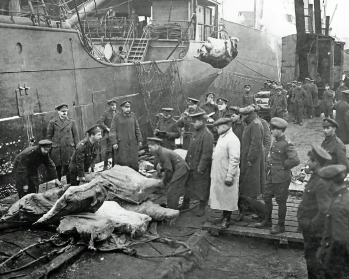 Framed Print : Arrival of a meat-ship for the Western Front Framed Print : Arrival of a meat-ship for the Western Front