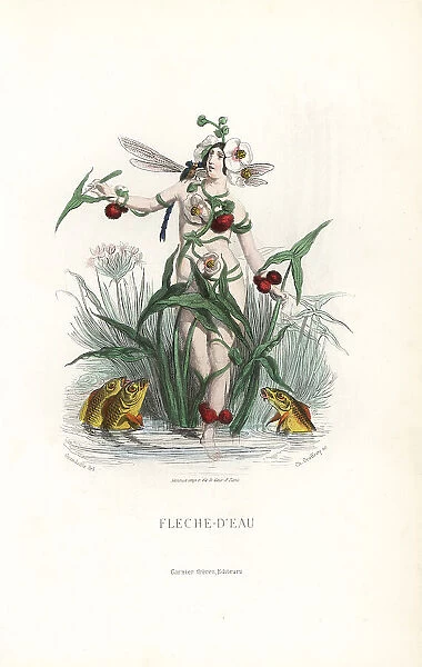 Arrowhead flower fairy, Sagittaria sagittifolia