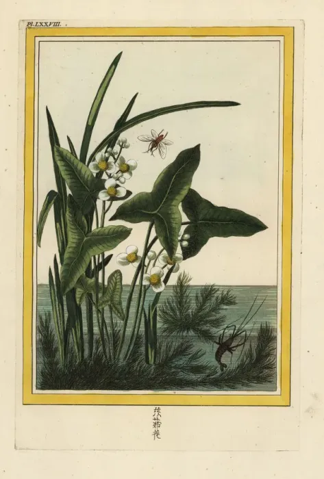 Framed Print : Arrowhead, Sagittaria sagittifolia Framed Print : Arrowhead, Sagittaria sagittifolia