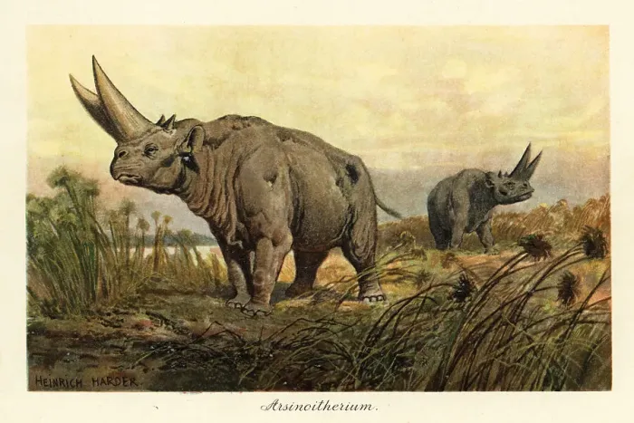 Framed Print : Arsinotherium, extinct genus of paenungulate mammal Framed Print : Arsinotherium, extinct genus of paenungulate mammal