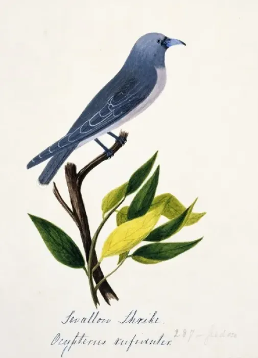 Framed Print : Artamus fuscus, ashy woodswallow Framed Print : Artamus fuscus, ashy woodswallow