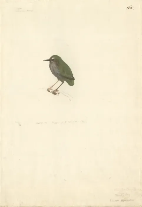 Framed Print : Artamus leucorhynchus, white-breasted woodswallow Framed Print : Artamus leucorhynchus, white-breasted woodswallow