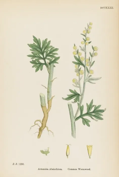 Framed Print : Artemisia Absinthium Framed Print : Artemisia Absinthium