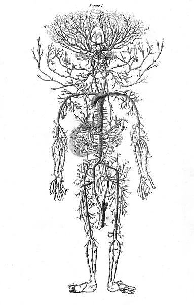 Arterial System  /  Drake