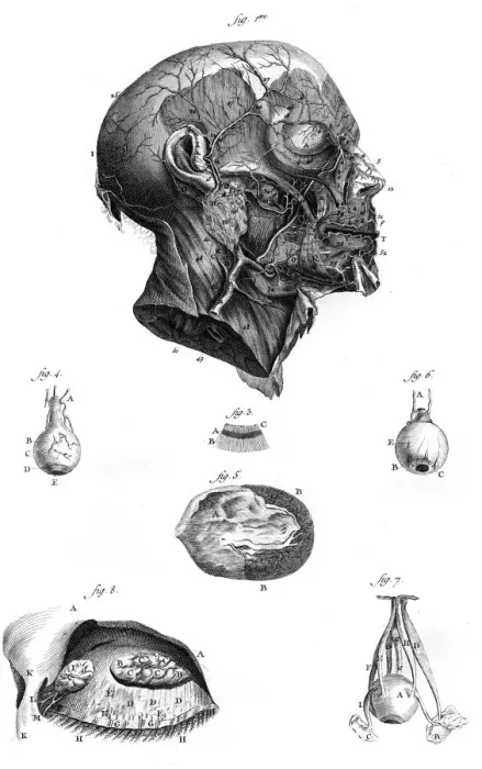 Framed Print : Arteries of the Face Framed Print : Arteries of the Face
