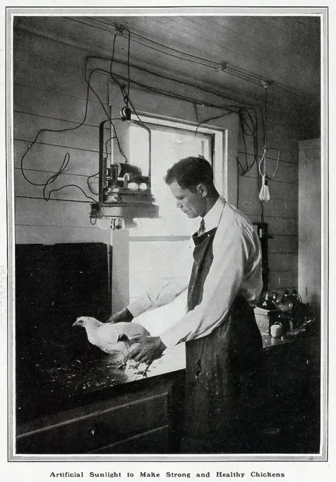 Framed Print : Artificial light making strong; chickens Framed Print : Artificial light making strong; chickens