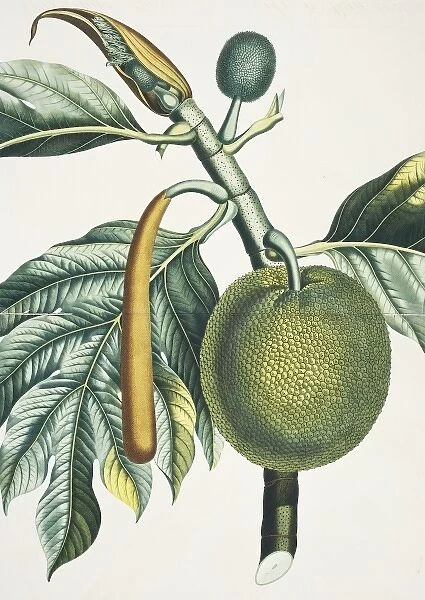 Artocarpus incisa, breadfruit tree