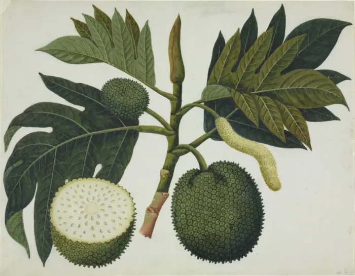 Framed Print : Artocarpus sp Framed Print : Artocarpus sp