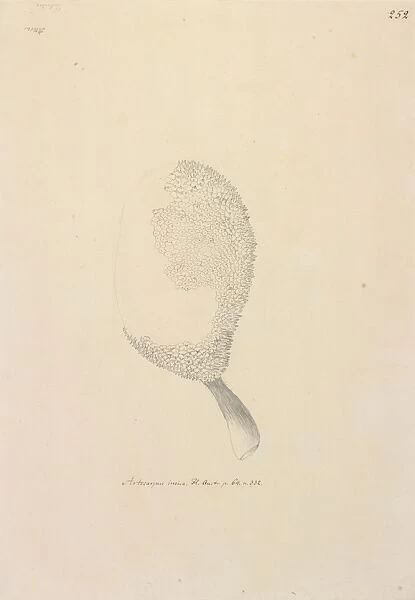 Artucarpus altitis. Illustration of Artucarpus altitis by George Forster