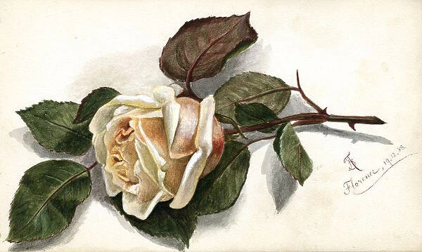 Artwork by Florence Auerbach, peach-coloured rose