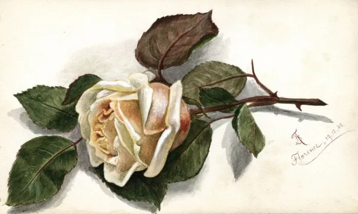 Framed Print : Artwork by Florence Auerbach, peach-coloured rose Framed Print : Artwork by Florence Auerbach, peach-coloured rose
