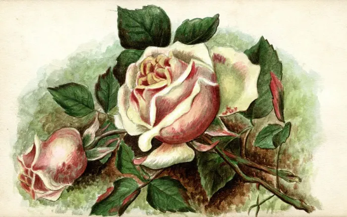 Framed Print : Artwork by Florence Auerbach, pink roses Framed Print : Artwork by Florence Auerbach, pink roses