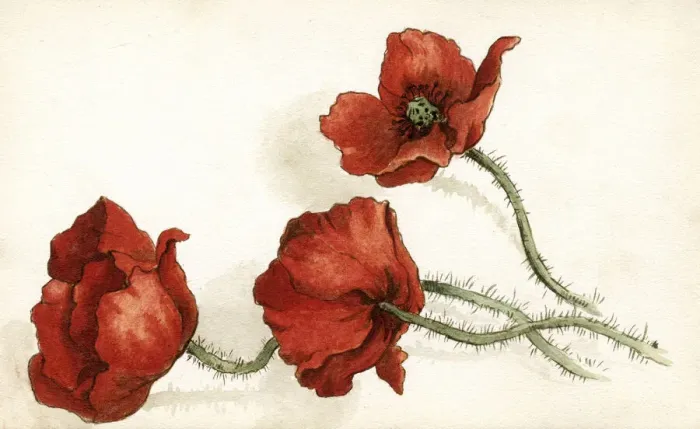 Framed Print : Artwork by Florence Auerbach, three red poppies Framed Print : Artwork by Florence Auerbach, three red poppies