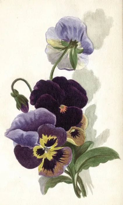 Framed Print : Artwork by Florence Auerbach, variegated pansies Framed Print : Artwork by Florence Auerbach, variegated pansies
