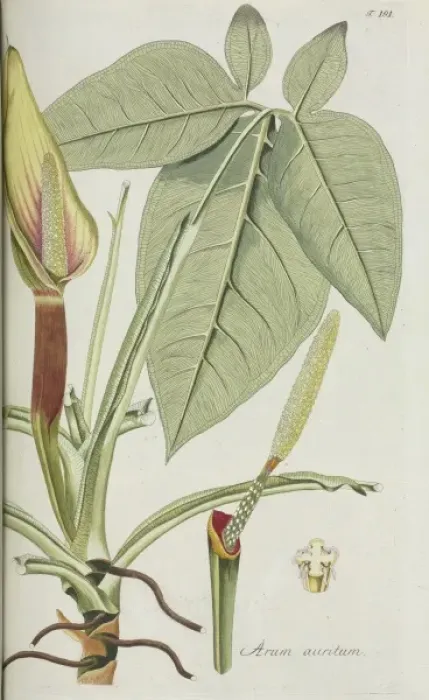 Framed Print : Arum auritum Framed Print : Arum auritum
