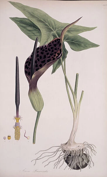Arum dioscoridis. Engraving by George Sowerby