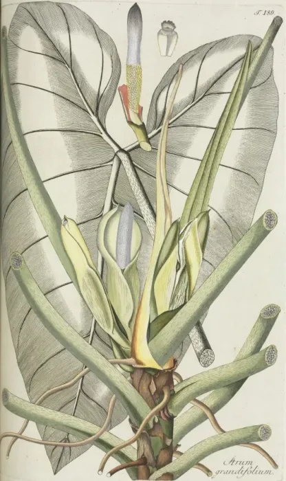 Framed Print : Arum grandiflorum Framed Print : Arum grandiflorum