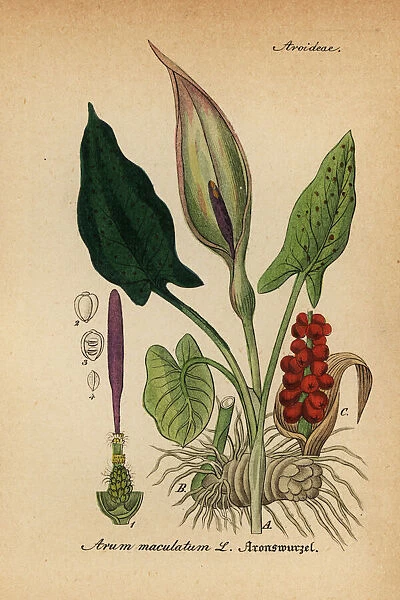Arum lily, Arum maculatum