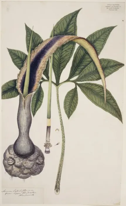Framed Print : Arum sessiliflorum, voodoo lily Framed Print : Arum sessiliflorum, voodoo lily