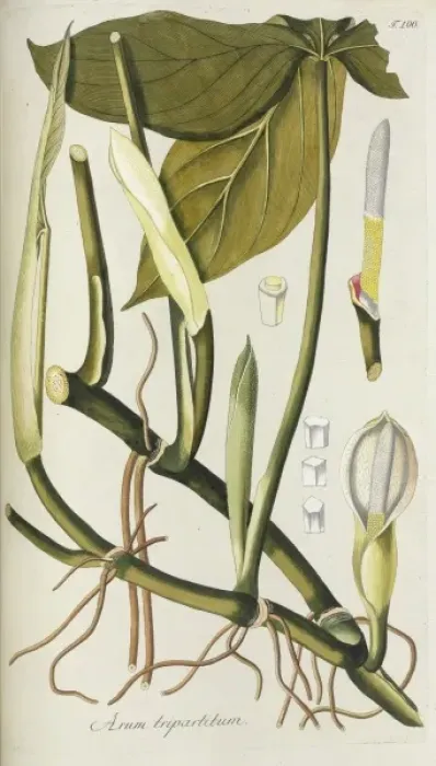 Framed Print : Arum tripartitum Framed Print : Arum tripartitum