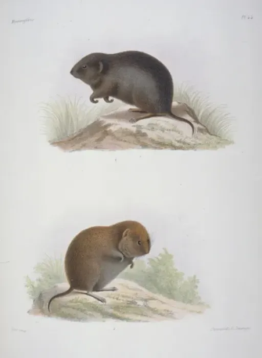 Framed Print : Arvicola melanogaster, water vole Framed Print : Arvicola melanogaster, water vole