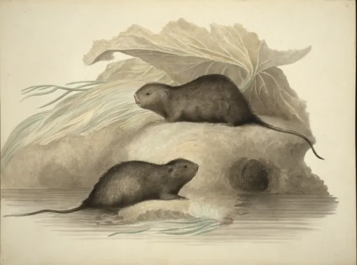 Framed Print : Arvicola terrestris, European water vole Framed Print : Arvicola terrestris, European water vole