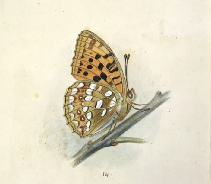 Framed Print : Arygynnis adippe, high brown fritillary Framed Print : Arygynnis adippe, high brown fritillary