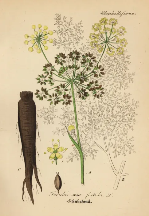 Framed Print : Asafoetida, Ferula assa-foetida Framed Print : Asafoetida, Ferula assa-foetida