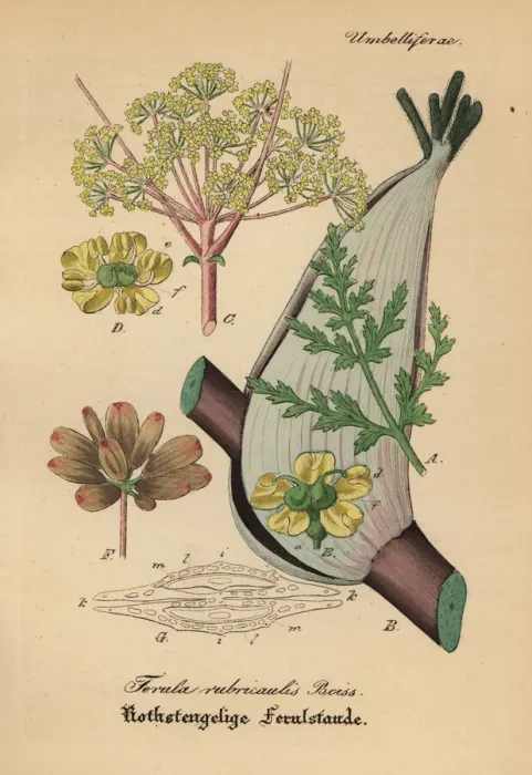 Framed Print : Asafoetida, Ferula rubricaulis Framed Print : Asafoetida, Ferula rubricaulis