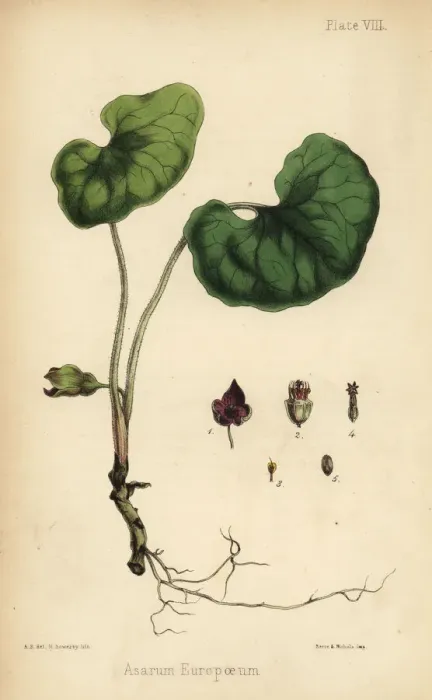 Framed Print : Asarabacca, Asarum europaeum Framed Print : Asarabacca, Asarum europaeum