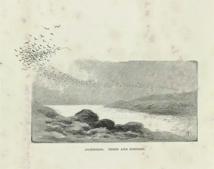 Framed Print : Ascension, Terns and Noddies Framed Print : Ascension, Terns and Noddies