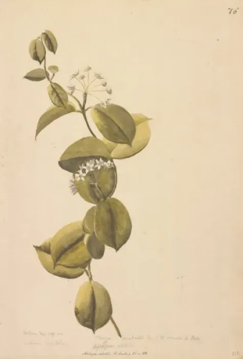 Framed Print : Asclepias volubilis Framed Print : Asclepias volubilis
