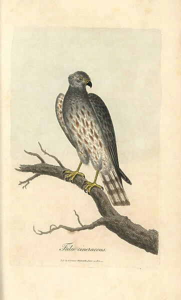 Ash coloured falcon, Falco cineraceus, Montague s