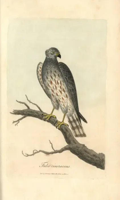 Framed Print : Ash coloured falcon, Falco cineraceus, Montague s Framed Print : Ash coloured falcon, Falco cineraceus, Montague s